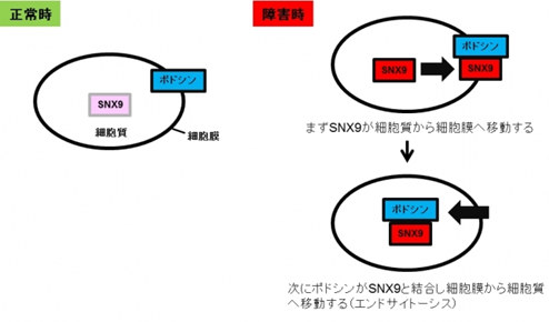 铃木佑介_日本肾高血压内科专家_顺天堂大学附属医院医生