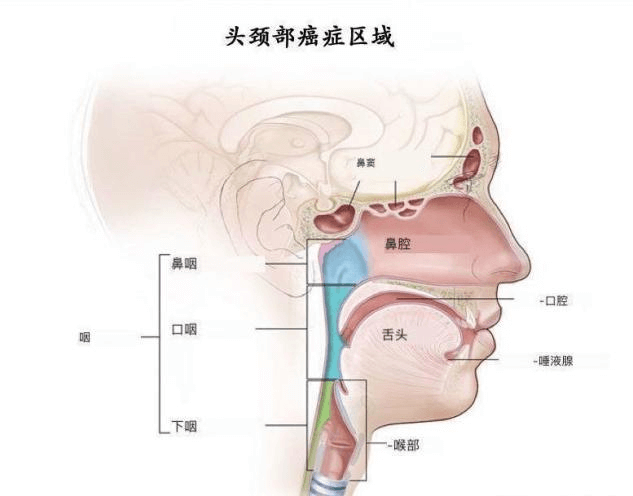 高效无创疗法—日本质子治疗解决头颈癌困扰