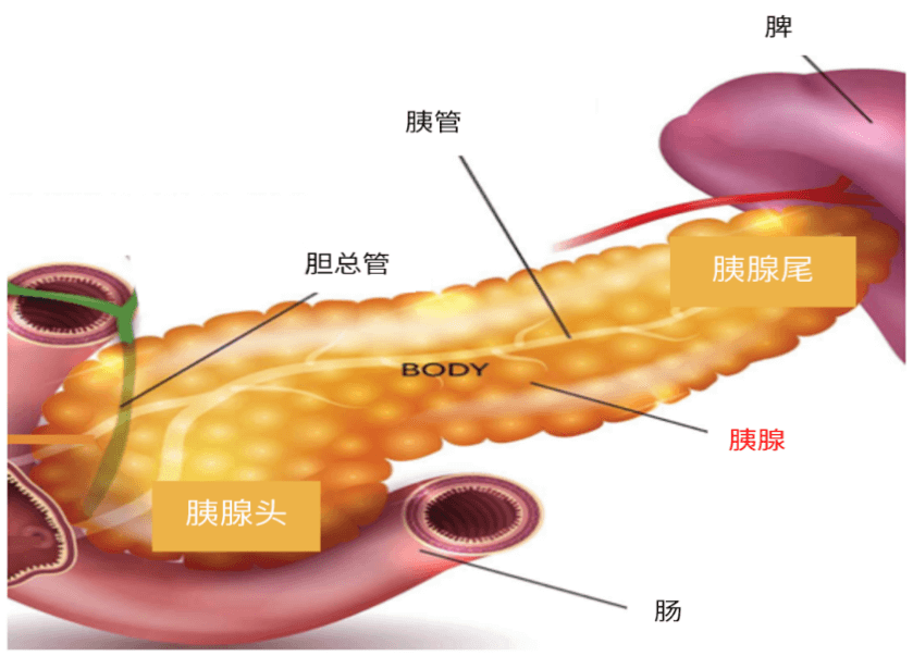 胰腺癌的家族遗传性