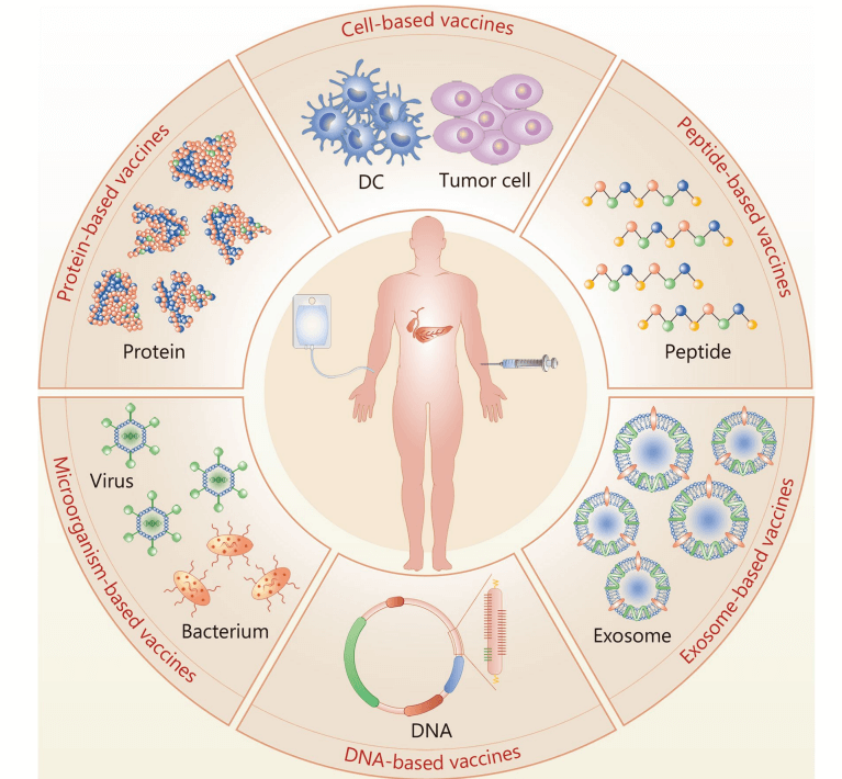 mRNA疫苗在胰腺癌治疗中的研究进展