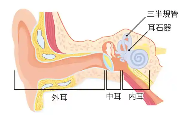耳部结构示意图 耳部结构示意图