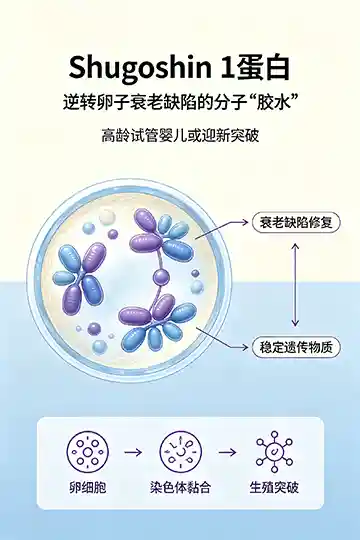 可愈有道_出国看病_Shugoshin 1蛋白：科学家发现逆转卵子衰老缺陷的分子"胶水"，高龄试管婴儿或迎新突破
